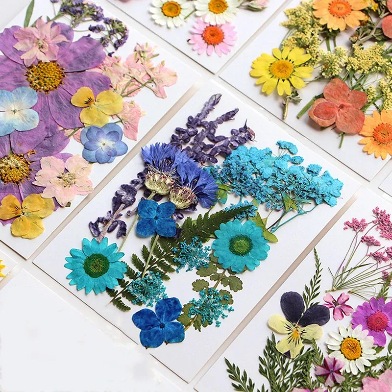 Fleurs séchées naturelles pressées pour résine et bijoux