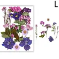 Fleurs séchées naturelles pressées pour résine et bijoux – Couleur Argent (L)