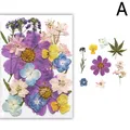 Fleurs séchées naturelles pressées pour résine et bijoux – Couleur Beige (A)