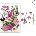 Fleurs séchées naturelles pressées pour résine et bijoux – Couleur Bleu (C)