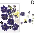 Fleurs séchées naturelles pressées pour résine et bijoux – Couleur Brun (D)