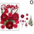 Fleurs séchées naturelles pressées pour résine et bijoux – Couleur Clair (O)