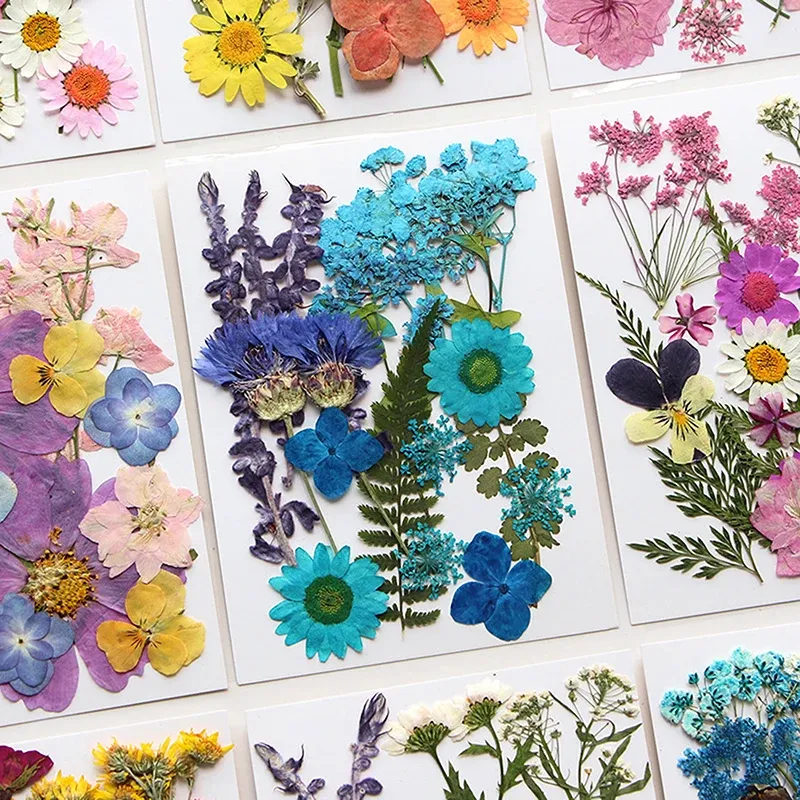 Fleurs séchées naturelles pressées pour résine et bijoux