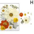 Fleurs séchées naturelles pressées pour résine et bijoux – Couleur Orange (h)