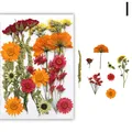 Fleurs séchées naturelles pressées pour résine et bijoux – Couleur Rose (Je)