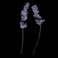 Fleurs séchées pressées multicolores pour résine et scrapbooking – 2