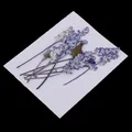 Fleurs séchées pressées multicolores pour résine et scrapbooking – 3