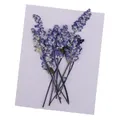 Fleurs séchées pressées multicolores pour résine et scrapbooking – 4