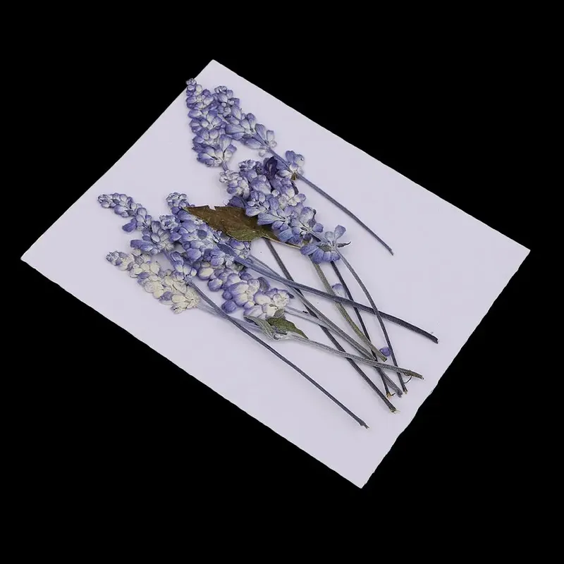 Fleurs séchées pressées multicolores pour résine et scrapbooking
