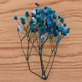 Fleurs séchées pressées naturelles pour bijoux et résine – 5
