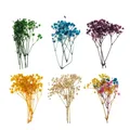 Fleurs séchées pressées naturelles pour bijoux et résine – 6
