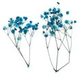 Fleurs séchées pressées naturelles pour bijoux et résine – Color Blue