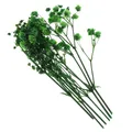 Fleurs séchées pressées naturelles pour bijoux et résine – Color Green