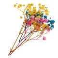 Fleurs séchées pressées naturelles pour bijoux et résine – Color Multi