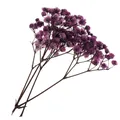 Fleurs séchées pressées naturelles pour bijoux et résine – Color Purple