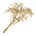 Fleurs séchées pressées naturelles pour bijoux et résine – Color White