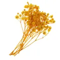 Fleurs séchées pressées naturelles pour bijoux et résine – Color Yellow