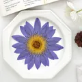 Grandes fleurs de nénuphar séchées pressées 8 à 15 cm – 1