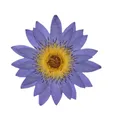 Grandes fleurs de nénuphar séchées pressées 8 à 15 cm – 3
