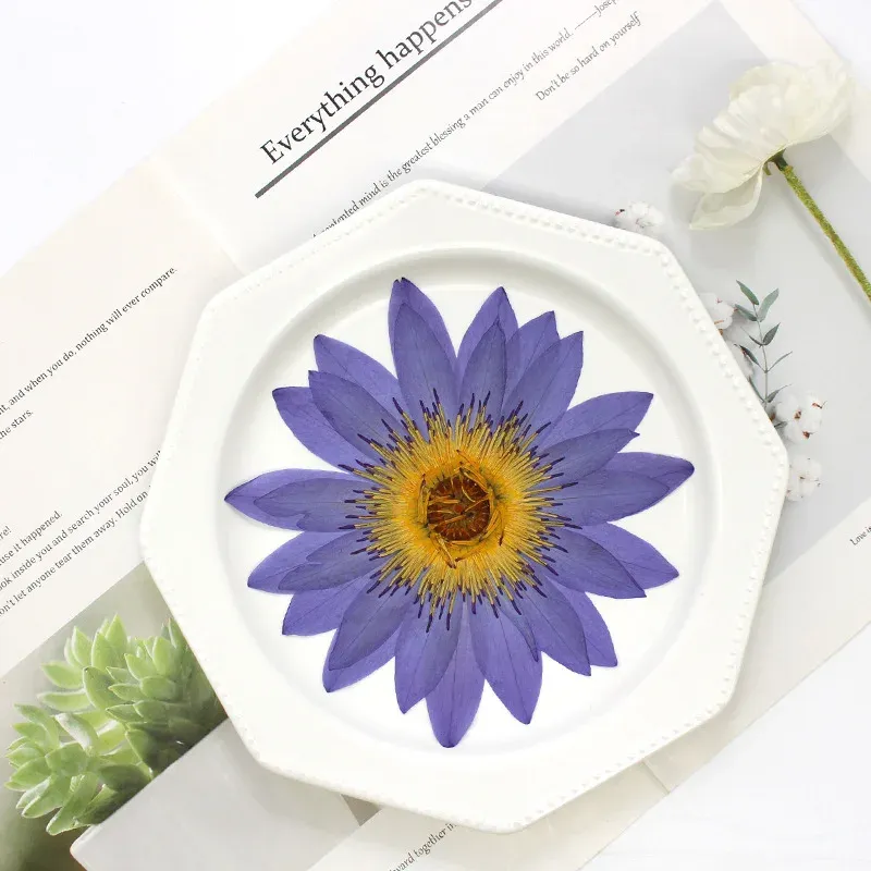 Grandes fleurs de nénuphar séchées pressées 8 à 15 cm