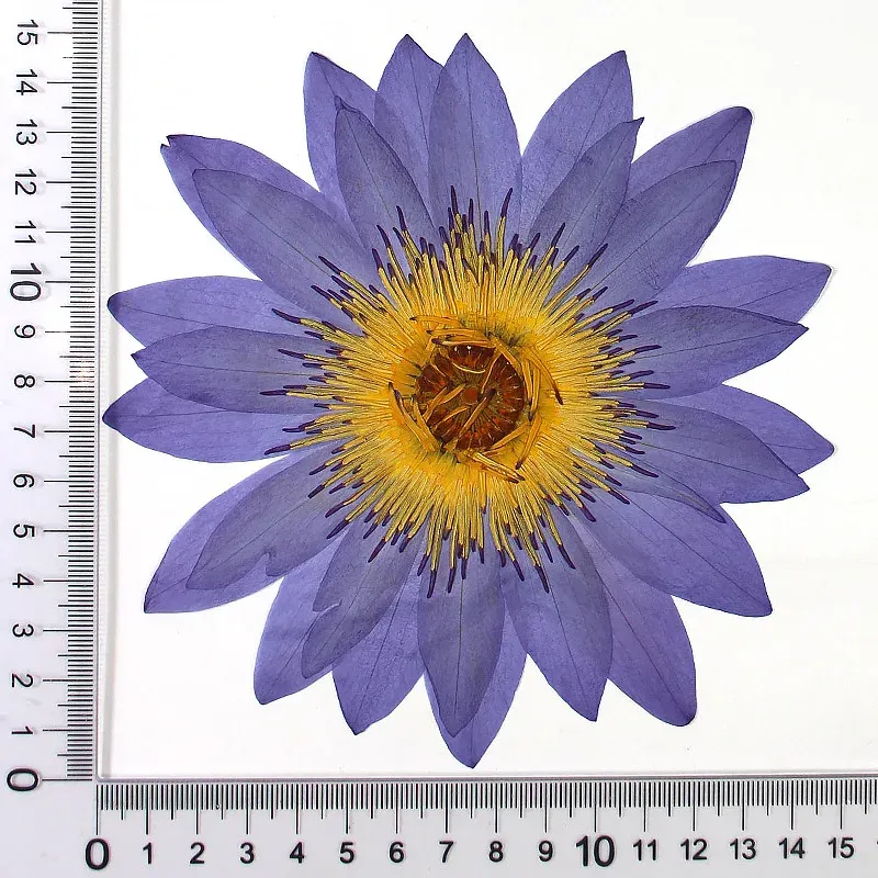 Grandes fleurs de nénuphar séchées pressées 8 à 15 cm