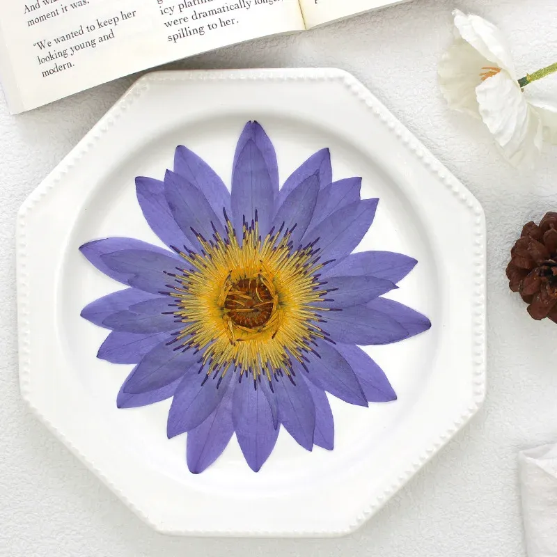 Grandes fleurs de nénuphar séchées pressées 8 à 15 cm
