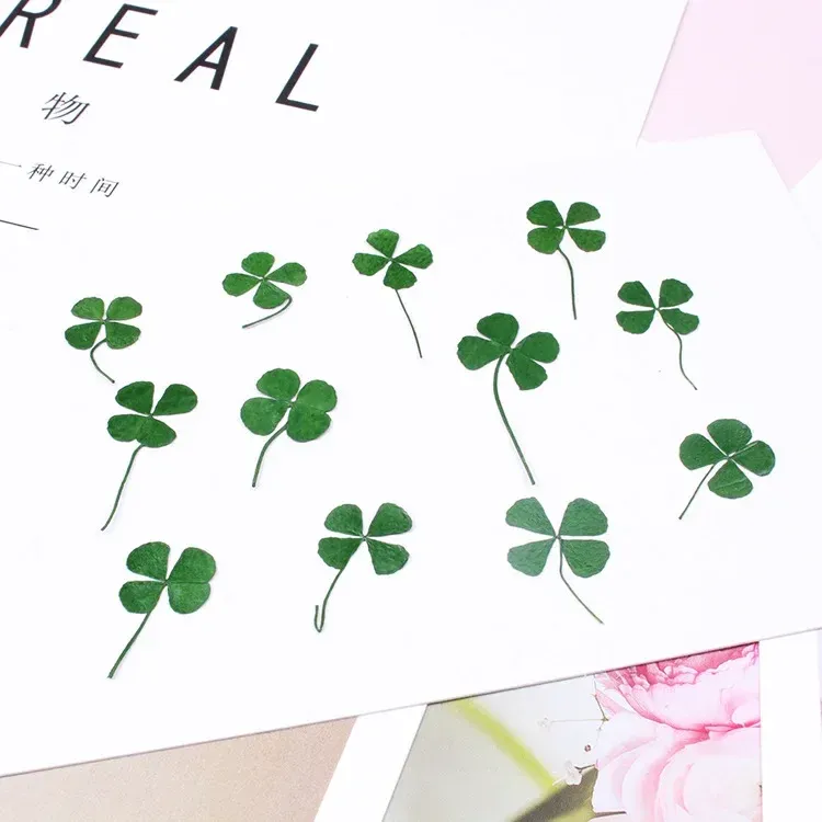 Kit de 12 fleurs séchées pressées 1,5 à 3 cm