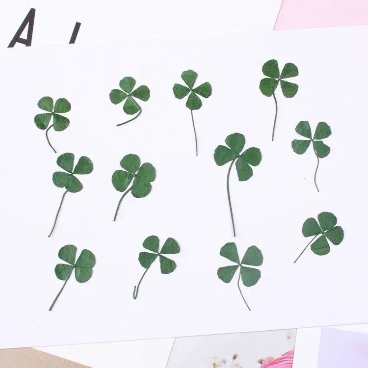 Kit de 12 fleurs séchées pressées 1,5 à 3 cm