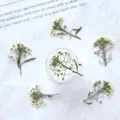 Kit de 12 fleurs séchées pressées Alyssum naturelles – 3