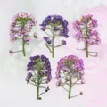 Kit de 12 fleurs séchées pressées Alyssum naturelles – 4