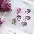 Kit de 12 fleurs séchées pressées Alyssum naturelles – 5