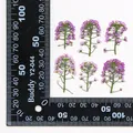 Kit de 12 fleurs séchées pressées Alyssum naturelles – 6
