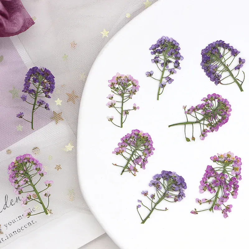 Kit de 12 fleurs séchées pressées Alyssum naturelles