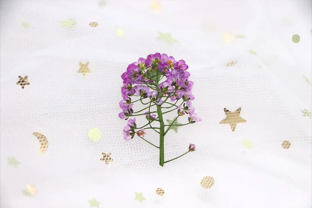 Kit de 12 fleurs séchées pressées Alyssum naturelles
