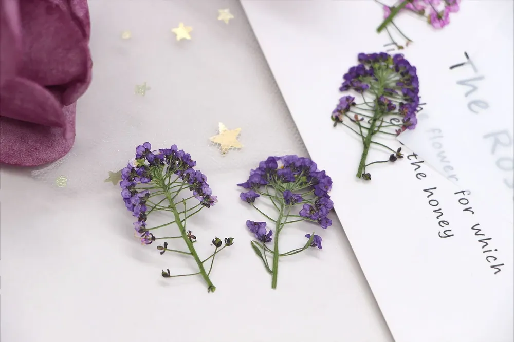 Kit de 12 fleurs séchées pressées Alyssum naturelles