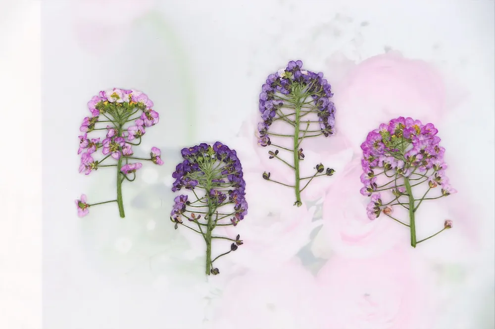 Kit de 12 fleurs séchées pressées Alyssum naturelles