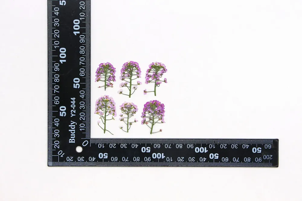 Kit de 12 fleurs séchées pressées Alyssum naturelles