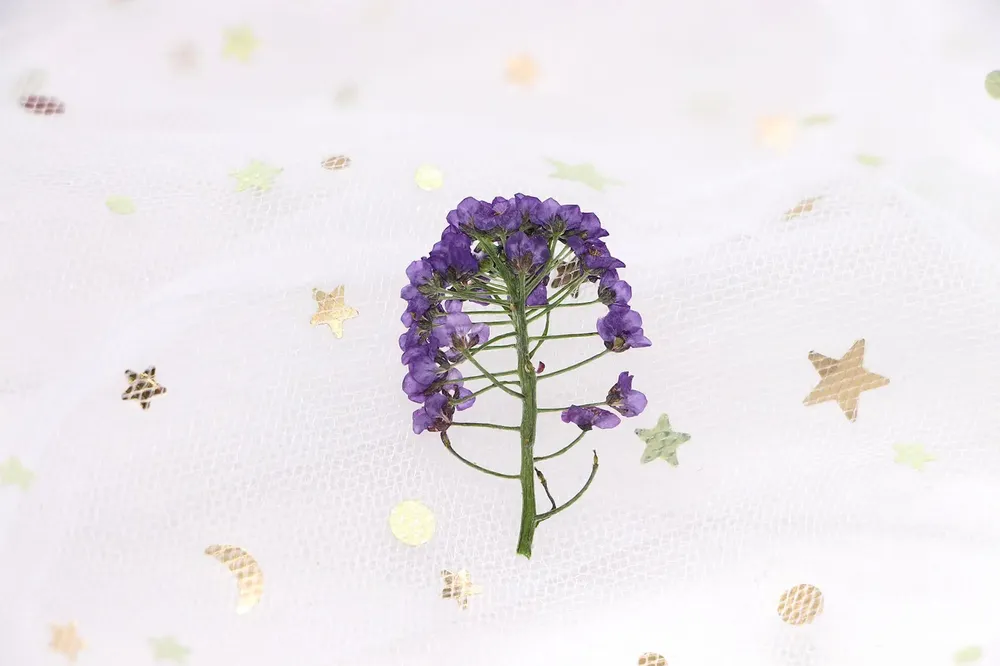 Kit de 12 fleurs séchées pressées Alyssum naturelles