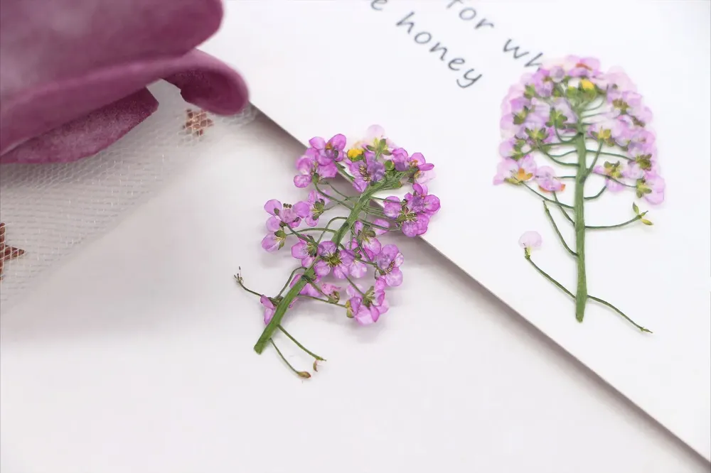 Kit de 12 fleurs séchées pressées Alyssum naturelles