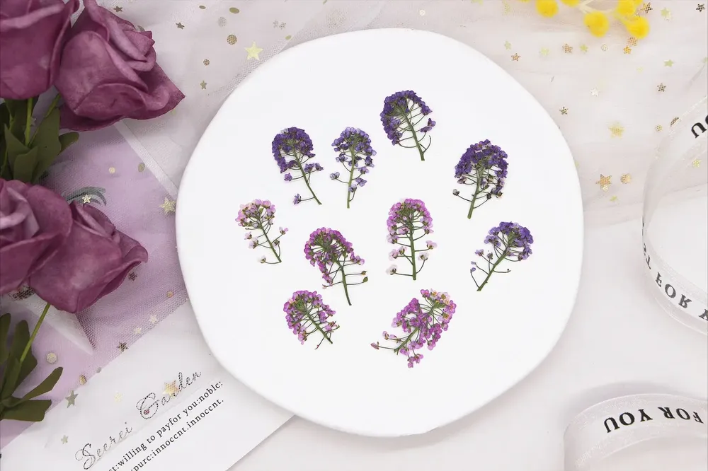 Kit de 12 fleurs séchées pressées Alyssum naturelles