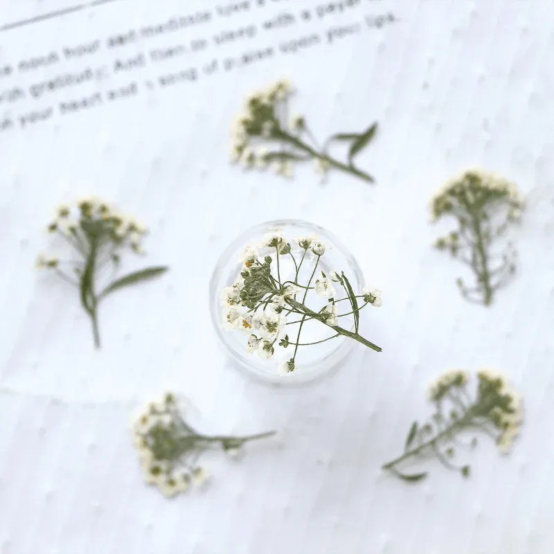 Kit de 12 fleurs séchées pressées Alyssum naturelles