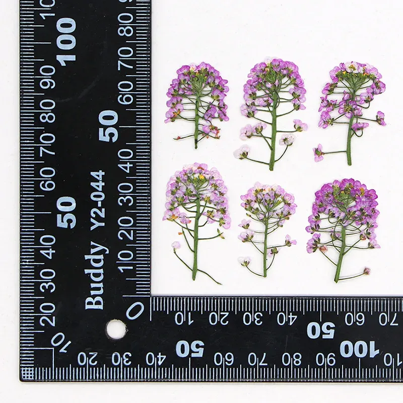 Kit de 12 fleurs séchées pressées Alyssum naturelles