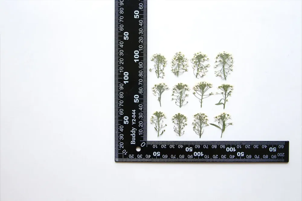 Kit de 12 fleurs séchées pressées Alyssum naturelles