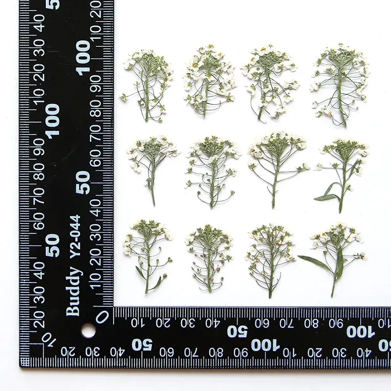 Kit de 12 fleurs séchées pressées Alyssum naturelles