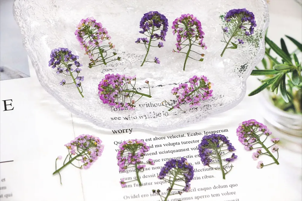 Kit de 12 fleurs séchées pressées Alyssum naturelles