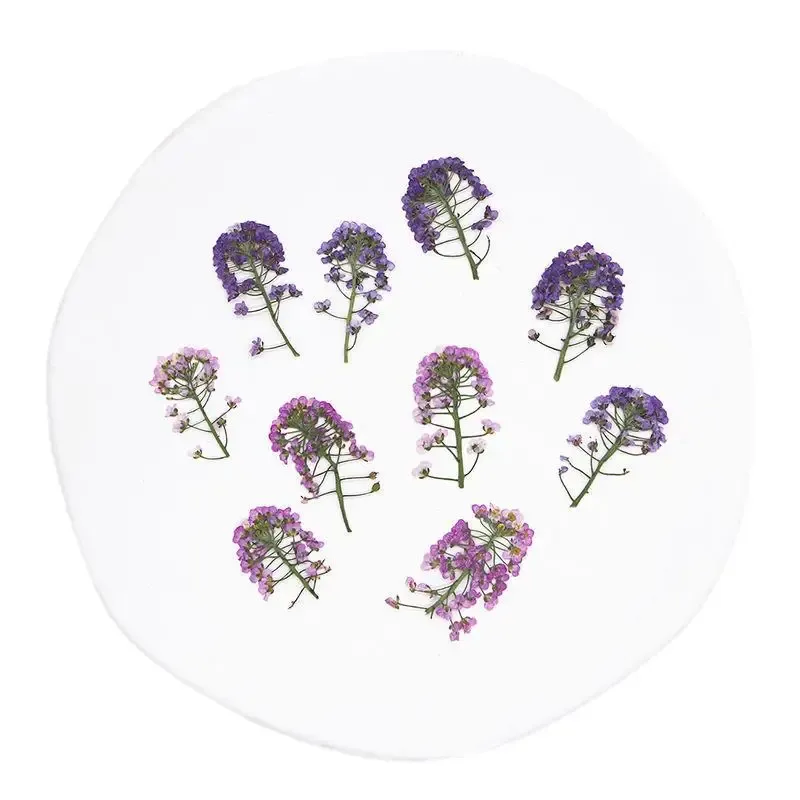 Kit de 12 fleurs séchées pressées Alyssum naturelles