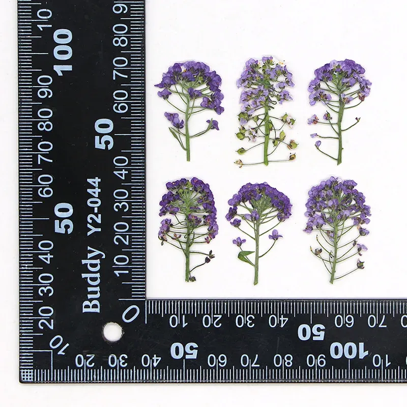 Kit de 12 fleurs séchées pressées Alyssum naturelles