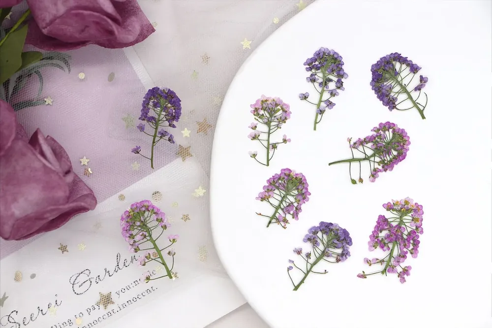 Kit de 12 fleurs séchées pressées Alyssum naturelles