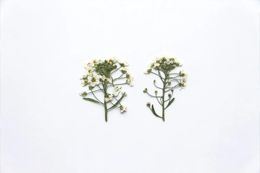 Kit de 12 fleurs séchées pressées Alyssum naturelles