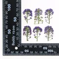 Kit de 12 fleurs séchées pressées Alyssum naturelles – Couleur original purple